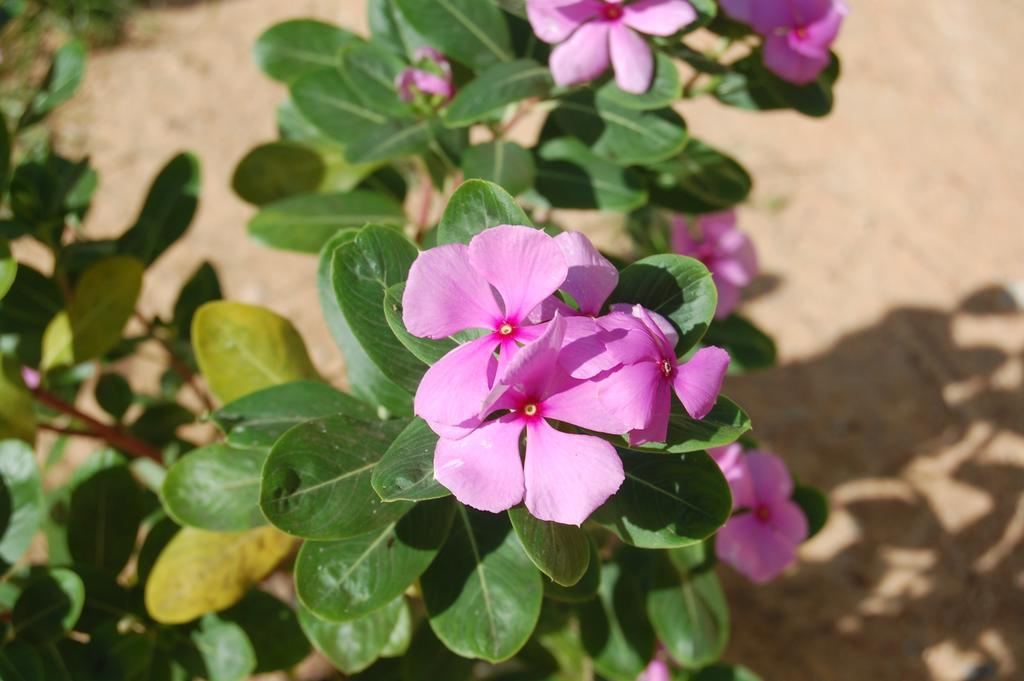 Pousada Janela Da Cor Jijoca de Jericoacoara Kültér fotó